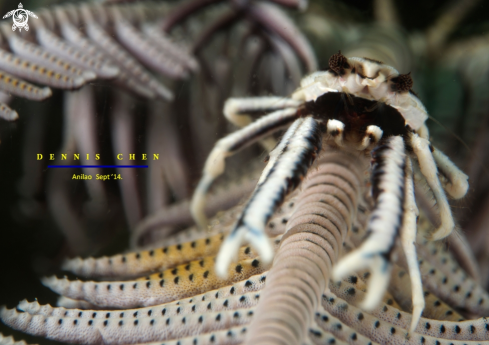 A Allogalathea elegans Feather Star Squat Lobster