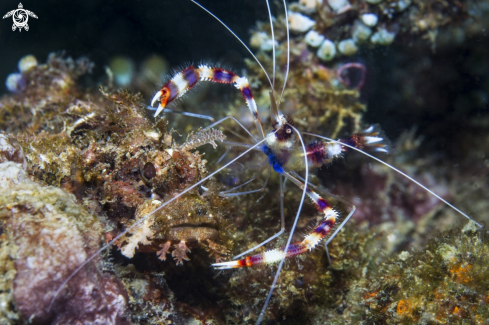 A scorpionfish end stenopus | scorpionfish end stenopus