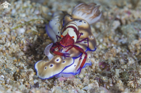 A periclimenes imperator e nudibranco