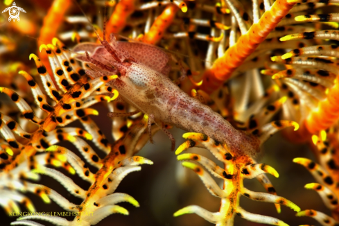 A Cherry shrimp