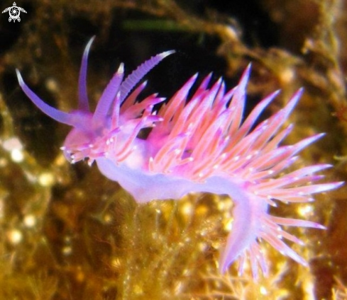 A Flabellina affiis | Flabellina