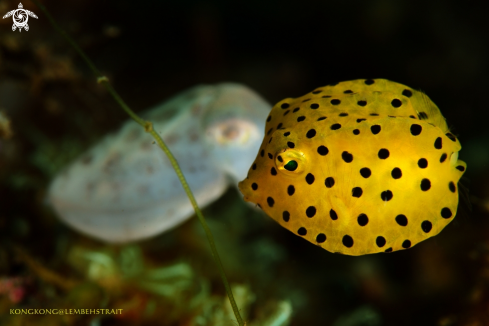 A Box Fish and pygme cuttlefish