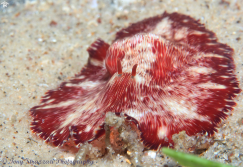 A Paraplanocea sp | White-lined flatworm