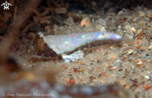 A Eocallionymus papilio | Painted dragonet