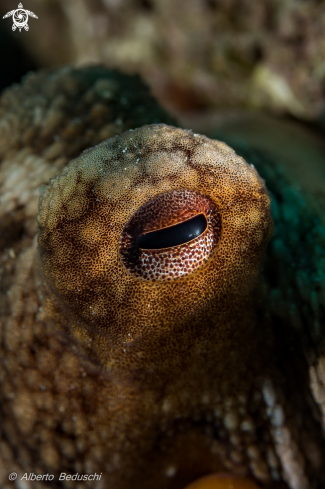 A Octopus vulgaris | Octopus