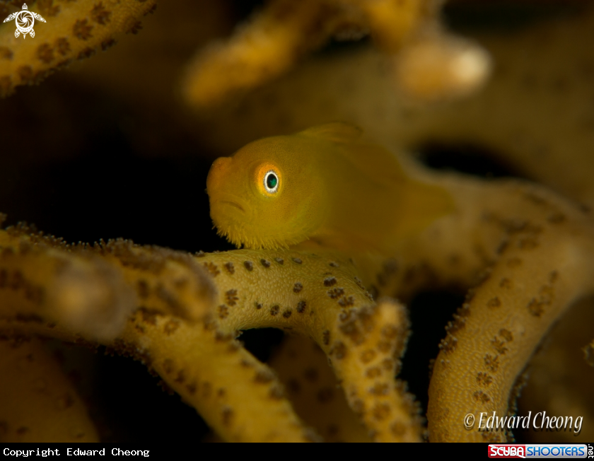 A bearded goby