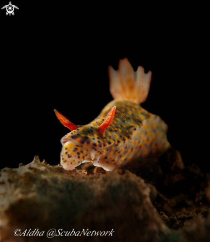 A Hypselodoris infucata | Nudibranch