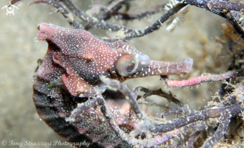 A White's seahorse