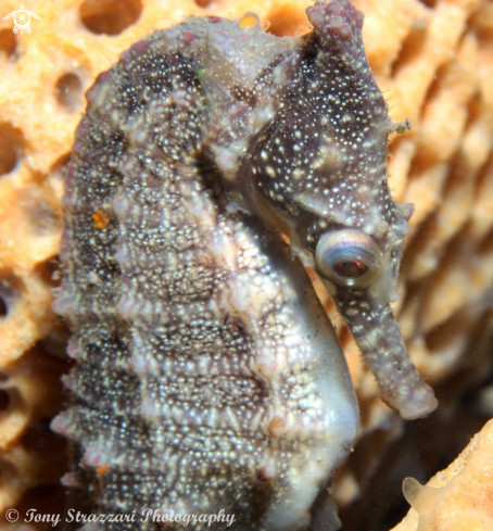 A White's seahorse