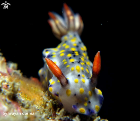 A hypselodoris infucata 