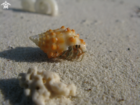 A hermit crab