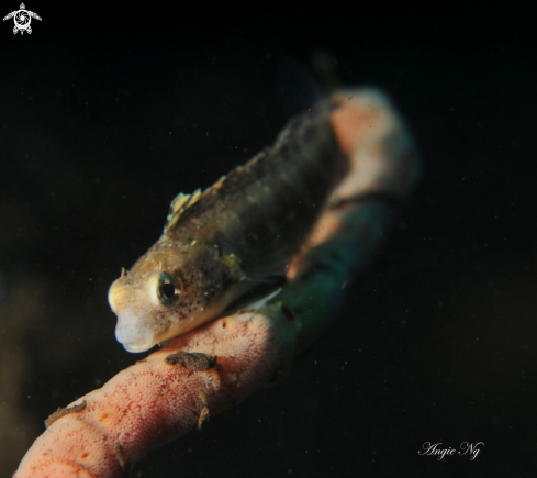 A Goby