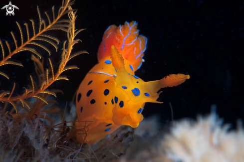 A Polycera elegans | Polycera