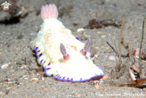 A Goniobranchus aureopurpurea | Gold-Spotted Chromodorid