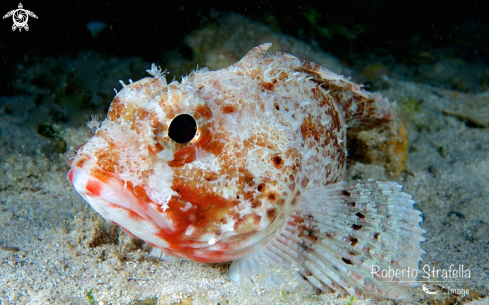 A Scorpaena scrofa | Scorfano rosso