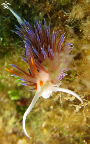 A underwater creature