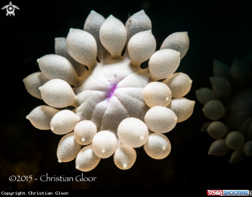 A Flowerpot coral