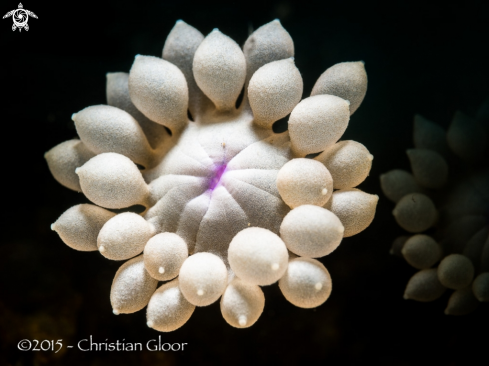 A Flowerpot coral