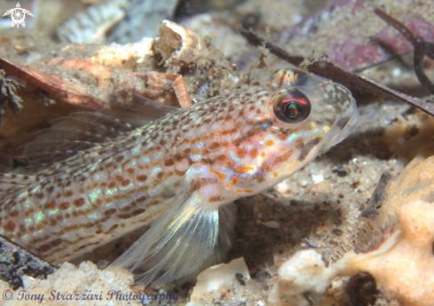 A Istigobius hoesei | Sloth goby