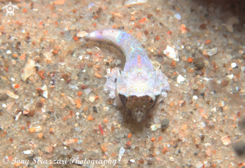 A Eocallionymus papilio | Painted Dragonet