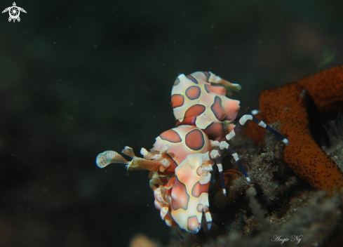 A hymenocera elegans | Harlequin Shrimp