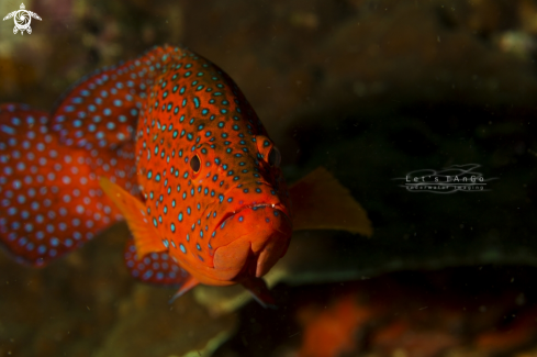 A Coral Grouper