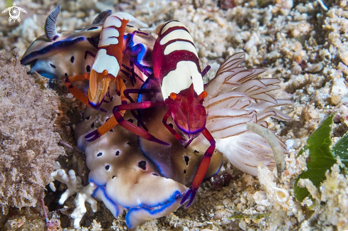 A nudibranco con imperator