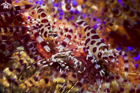 A coleman shrimps and zebra crab