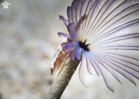 A coral fish end spirografo