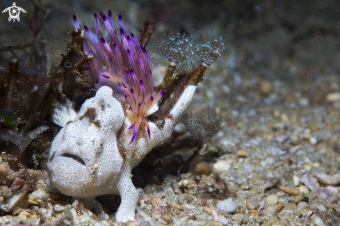 A nudibranco end frog fish