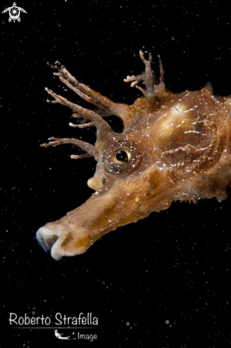 A Seahorse