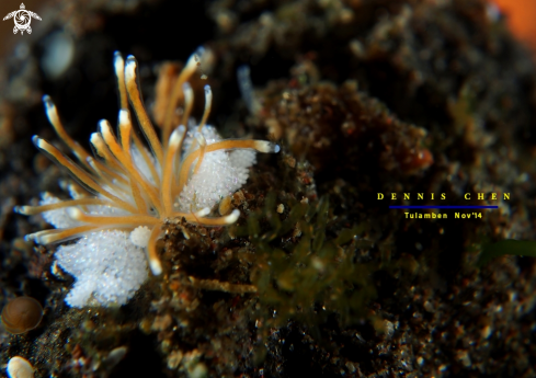 A Nudi & egg-masses