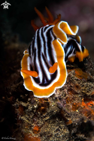 A Nudibranch 