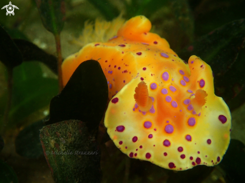 A Ceratosoma brevicaudatum | Short-Tailed Ceratosoma