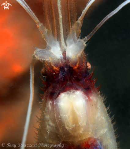 A Banded cleaner shrimp