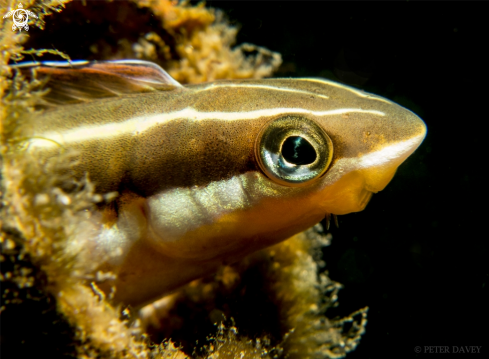 A Brown Sabretooth Blenny