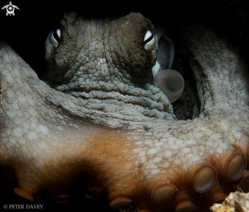A Sydney Octopus