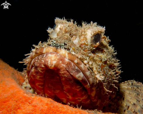 A Northern Scorpionfish