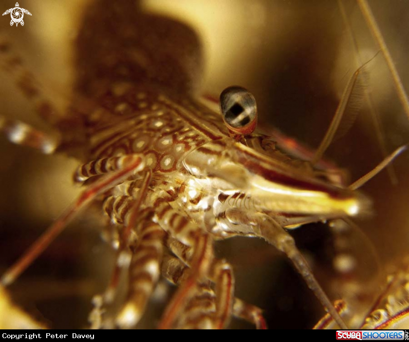 A Hinge-back Shrimp