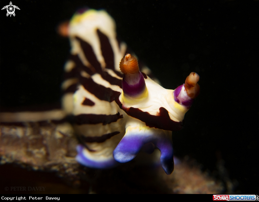 A Red Lined Nembrotha