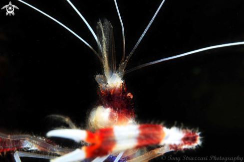 A Stenopus hispidus | Banded cleaner shrimp