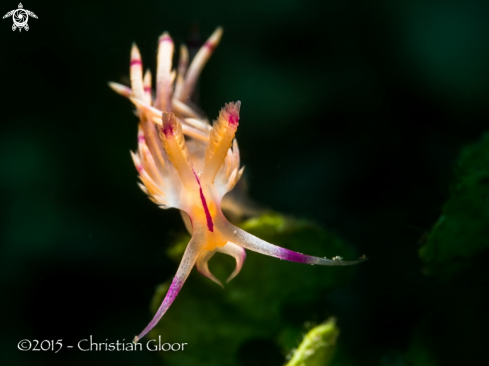 A Flabellina rubrolieata | Red-lined Flabellina