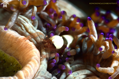 A Anemone shrimp