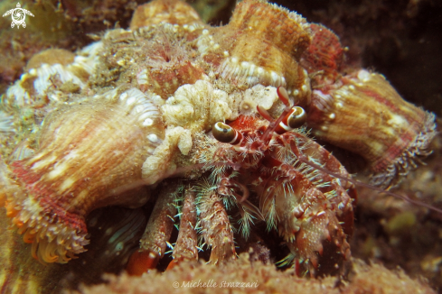 A Dardanus pedunculatus | Anemone Hermit Crab