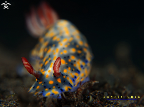 A Nudi