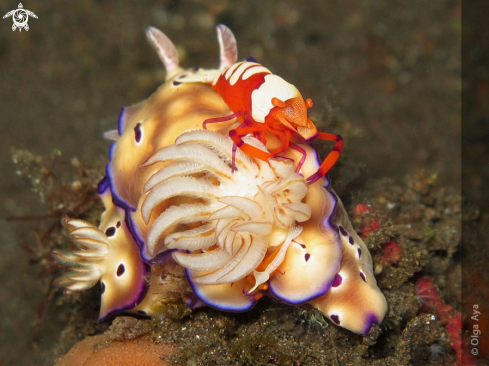 A Hypselodoris tryoni & Periclimenes imperator