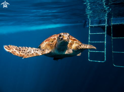 A Chelonia mydas | Green Turltle