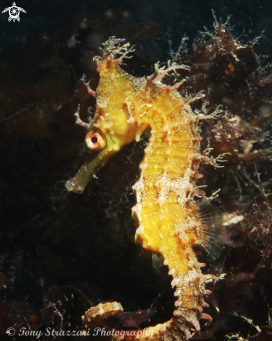 A White's seahorse