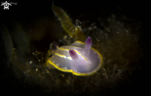 A Nudibranch 