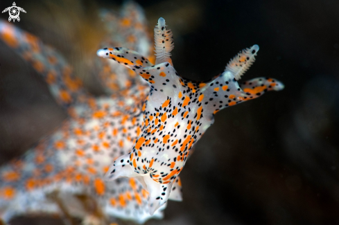 A Thecacera Pennigera | nudibranco